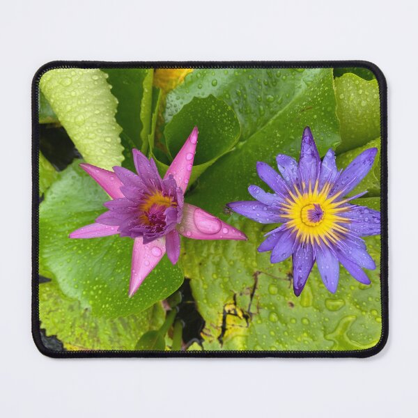 Item preview, Two Water Lily Flowers designed and sold by Sinemathk.