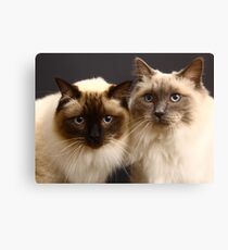 Lienzo gatos ragdoll