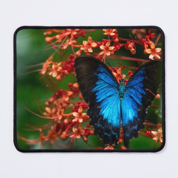 Item preview, Ulysses Butterfly designed and sold by Kate Powick.