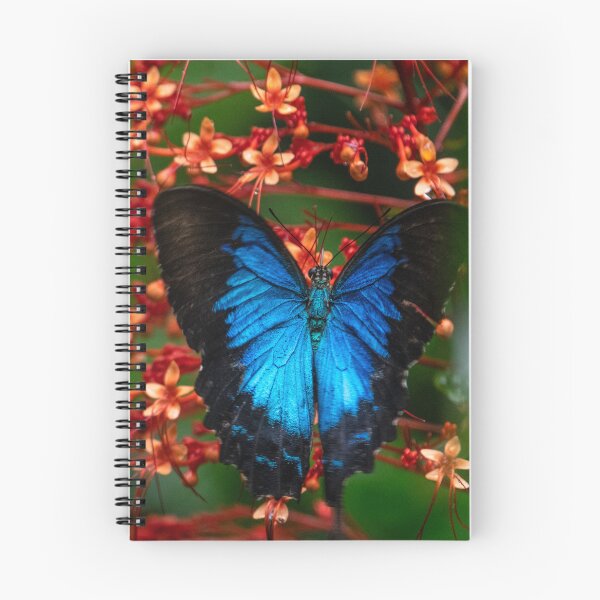 Item preview, Ulysses Butterfly designed and sold by Kate Powick.