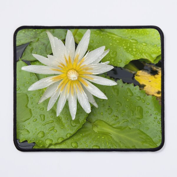 Item preview, Single White Water Lily Flower designed and sold by Sinemathk.