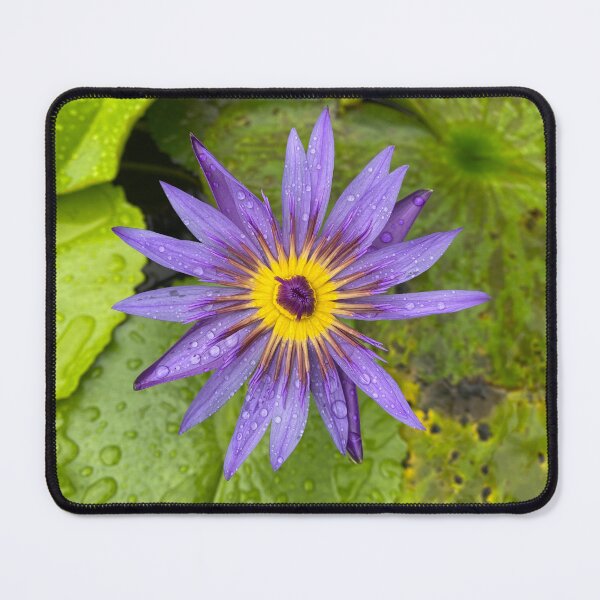 Item preview, Single Blue Water Lily Flower designed and sold by Sinemathk.
