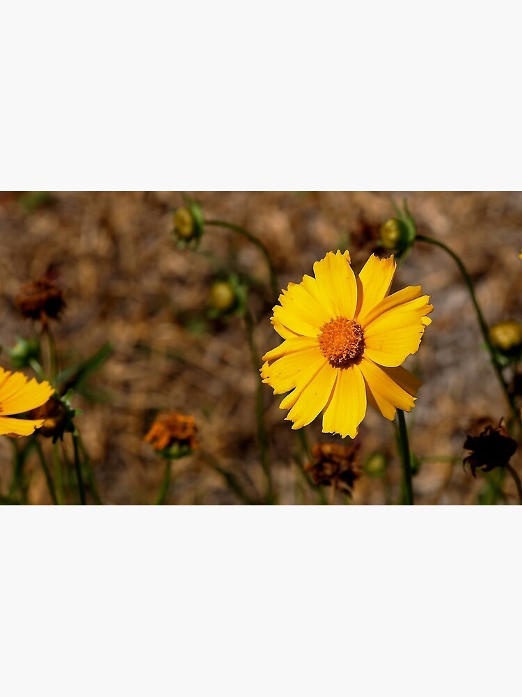 Small Sunflower in Southern California by douglasewelch