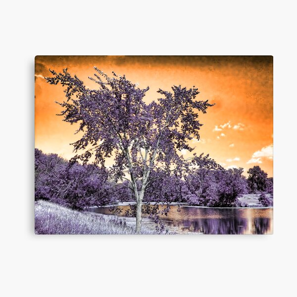 Purple Glow Canvas Print