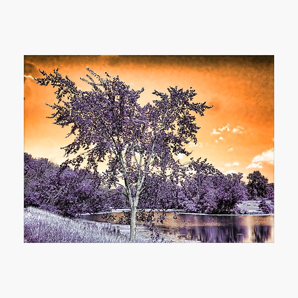 Purple Glow Photographic Print