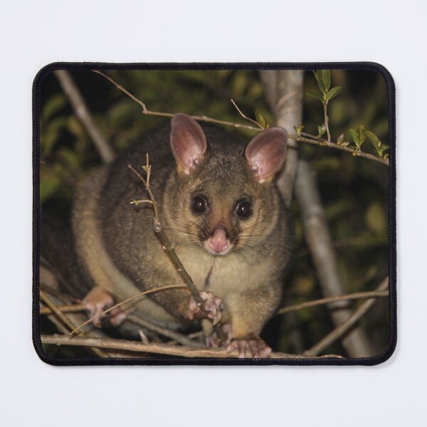 Item preview, Brushtail possum designed and sold by BlackCockiePres.