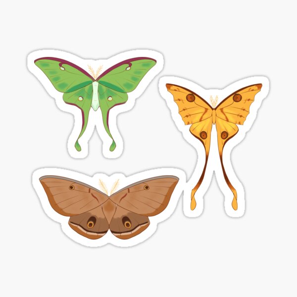 Item preview, Assorted Giant Silkworm Moths designed and sold by mintiiluna.