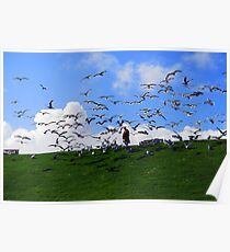 Feed the Birds Poster