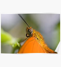 orange Poster