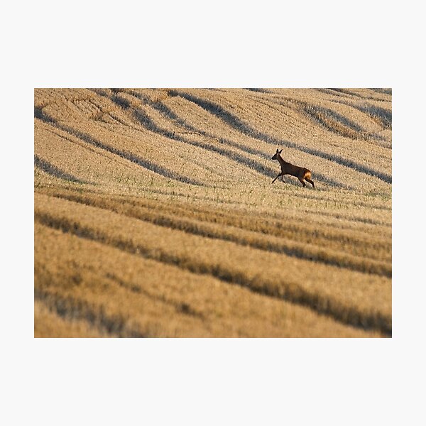 wild deer Photographic Print