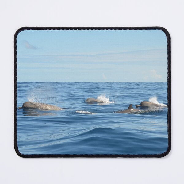 Item preview, North Atlantic Bottlenose Whales designed and sold by Malcolm Snook.