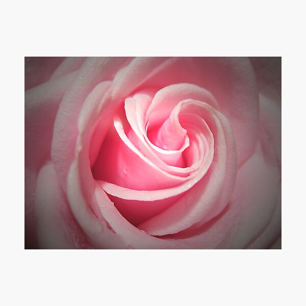 Pink Delight Photographic Print