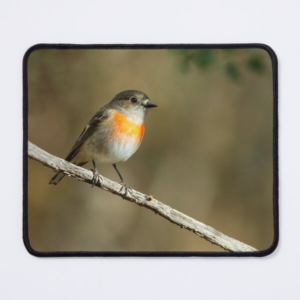 Item preview, Female Scarlet Robin designed and sold by Stephen Ruane.