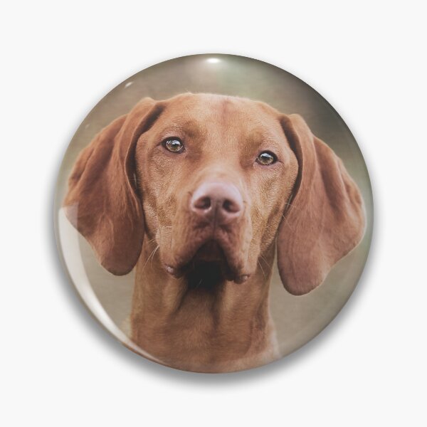 Item preview, Hungarian Vizsla Gundog designed and sold by Carrie Southerton Dog Photography.