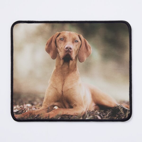 Item preview, Hungarian Vizsla Gundog designed and sold by Carrie Southerton Dog Photography.