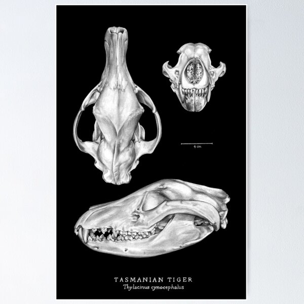 Item preview, Tasmanian Tiger (Thylacine) Skull designed and sold by Pip Tacla.