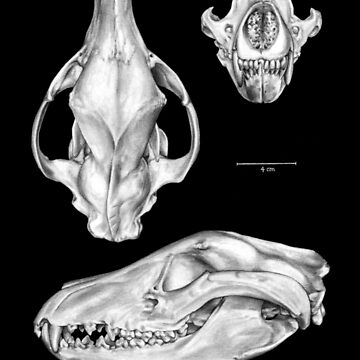 Artwork thumbnail, Tasmanian Tiger (Thylacine) Skull by antarcticpip