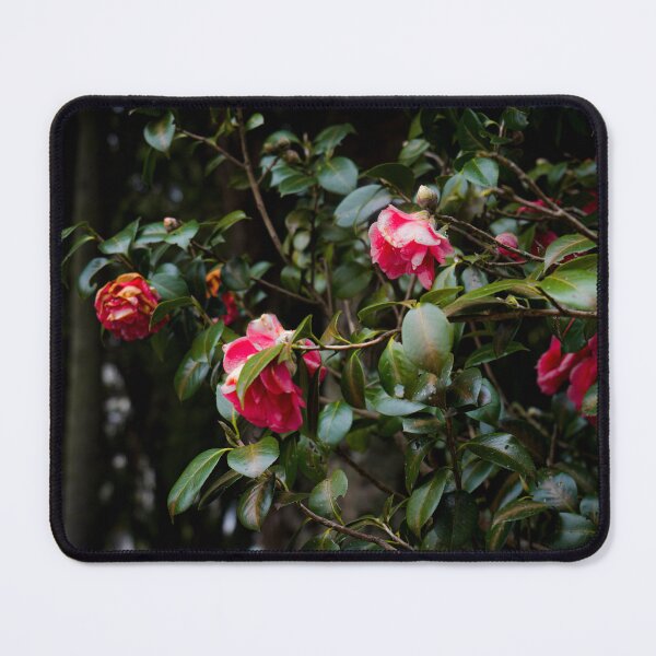 Item preview, Rose garden color photo designed and sold by designbymarcs.