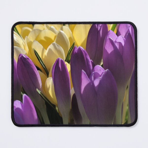Item preview, Crocuses in my garden designed and sold by suespaintroom.