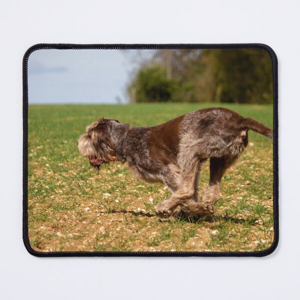 Item preview, Fetching a ball Spinone designed and sold by FOLK ART FUSION by heidiannemorris.