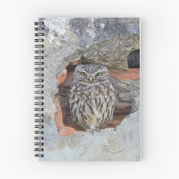 Item preview, Little owl sitting in a hole designed and sold by sgrphotography.