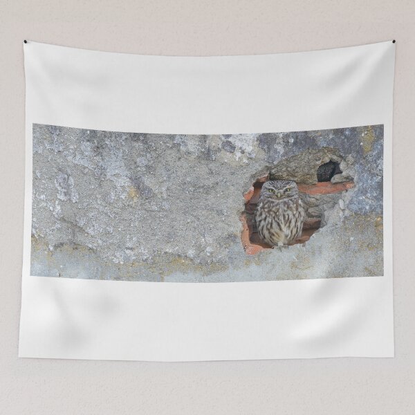 Item preview, Little owl sitting in a hole designed and sold by sgrphotography.