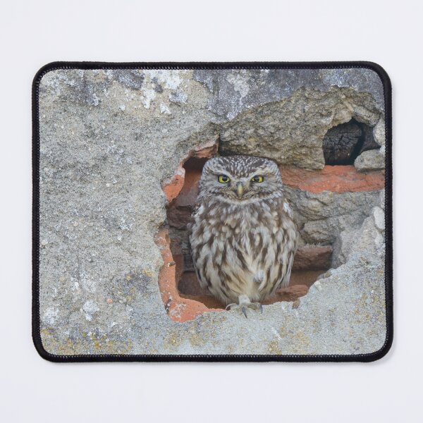 Item preview, Little owl sitting in a hole designed and sold by sgrphotography.