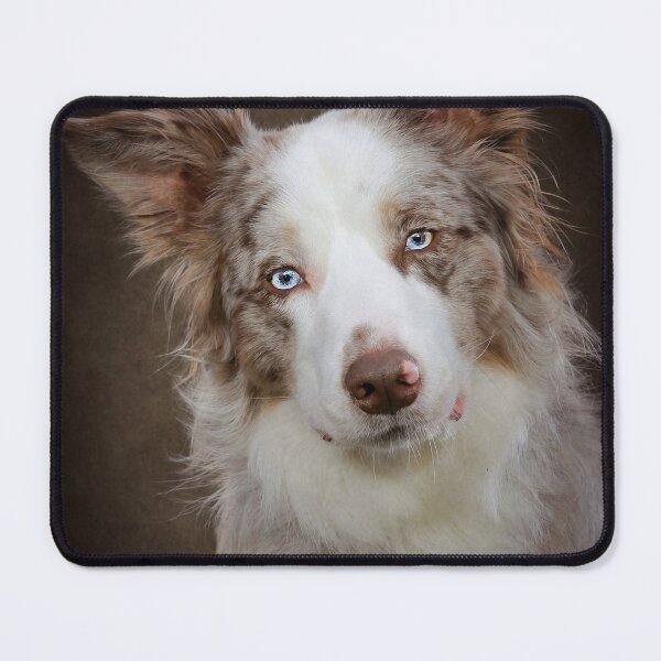 Item preview, Border Collie Puppy designed and sold by Carrie Southerton Dog Photography.