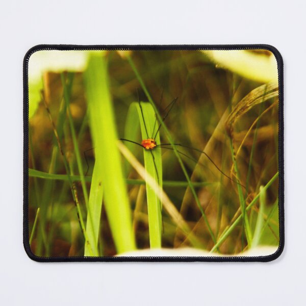 Item preview, Spider among green grass designed and sold by Francespoppy.