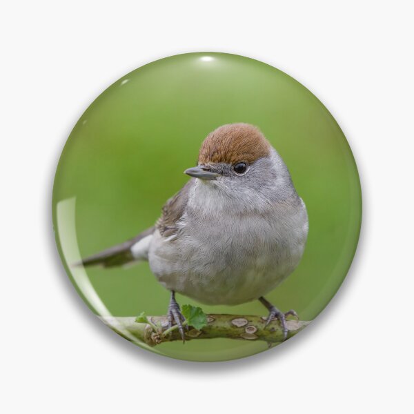 Item preview, Cute little warbler bird on branch designed and sold by sgrphotography.