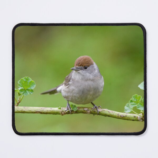 Item preview, Cute little warbler bird on branch designed and sold by sgrphotography.
