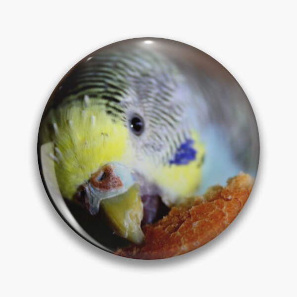 Item preview, Parakeet - Budgerigar bird designed and sold by Ingrid Beddoes Photography.
