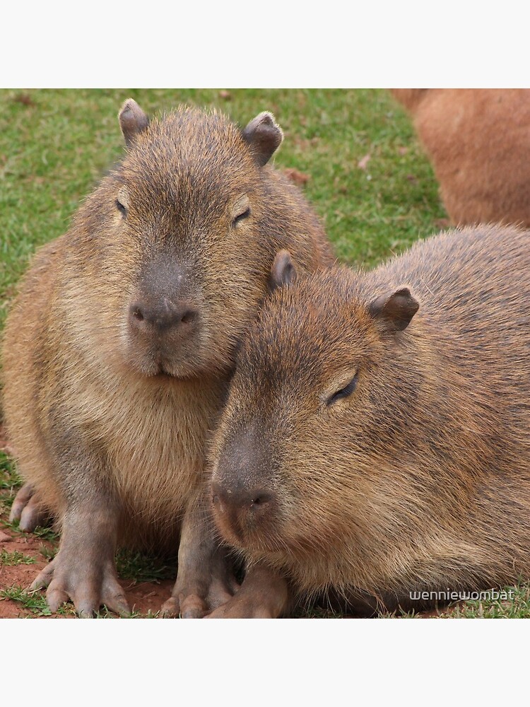 capybara pillow pet