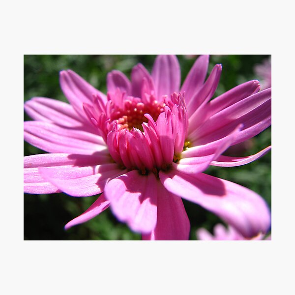 Item preview, Pretty in Pink designed and sold by Caroline Scott.