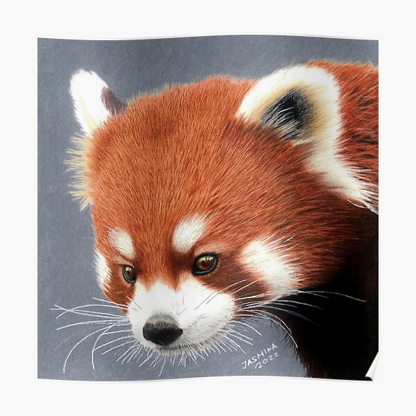 A Red Panda Cub Colored Pencil Drawing Poster For Sale By Jasminasusak Redbubble 