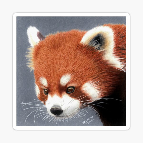 A Red Panda Cub - Colored Pencil Drawing Sticker