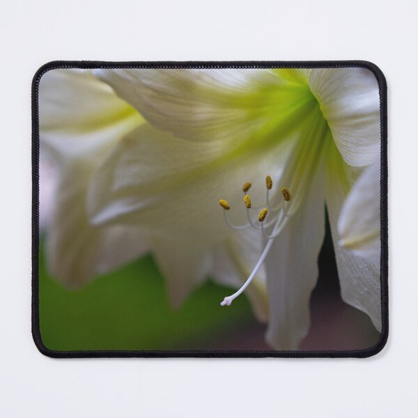 Item preview, White Lily designed and sold by cobysugarsphoto.
