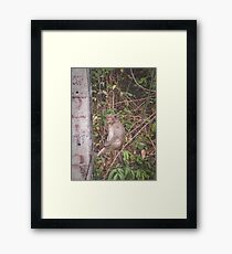 Monkey Business Framed Print