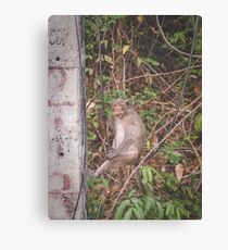 Monkey Business Canvas Print