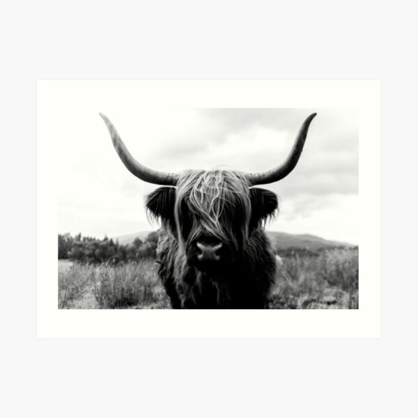 Scottish Highland Cattle - Black and White Animal Photography Art Print