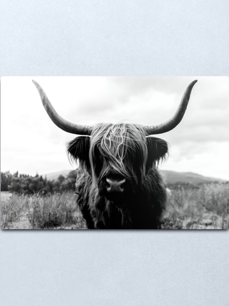 Alternate view of Scottish Highland Cattle - Black and White Animal Photography Metal Print