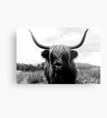 Scottish Highland Cattle - Black and White Animal Photography Metal Print