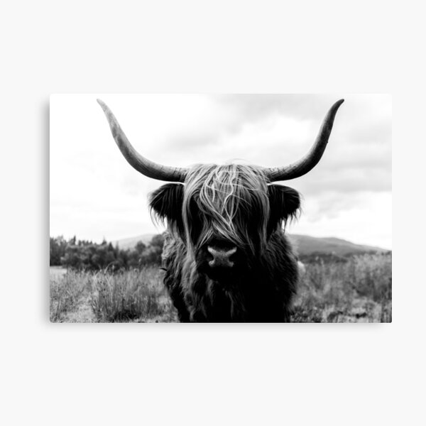 Item preview, Scottish Highland Cattle - Black and White Animal Photography designed and sold by regnumsaturni.