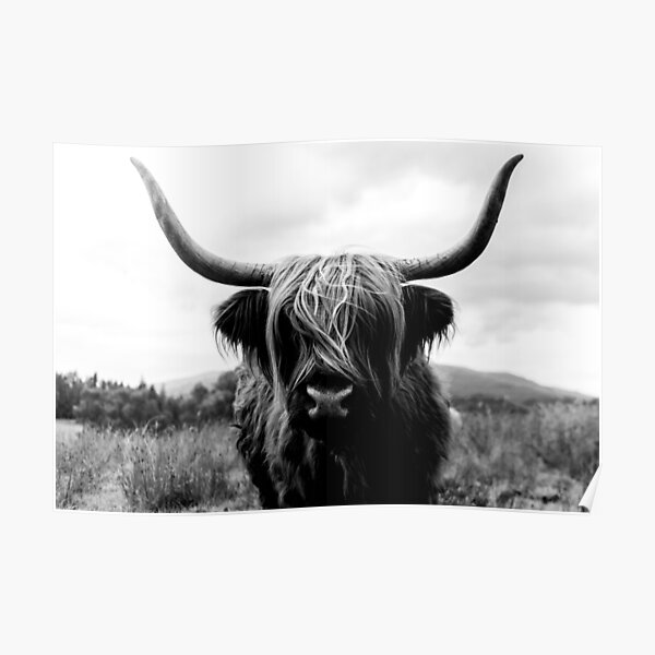 Scottish Highland Cattle - Black and White Animal Photography Poster