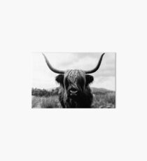 Scottish Highland Cattle - Black and White Animal Photography Art Board