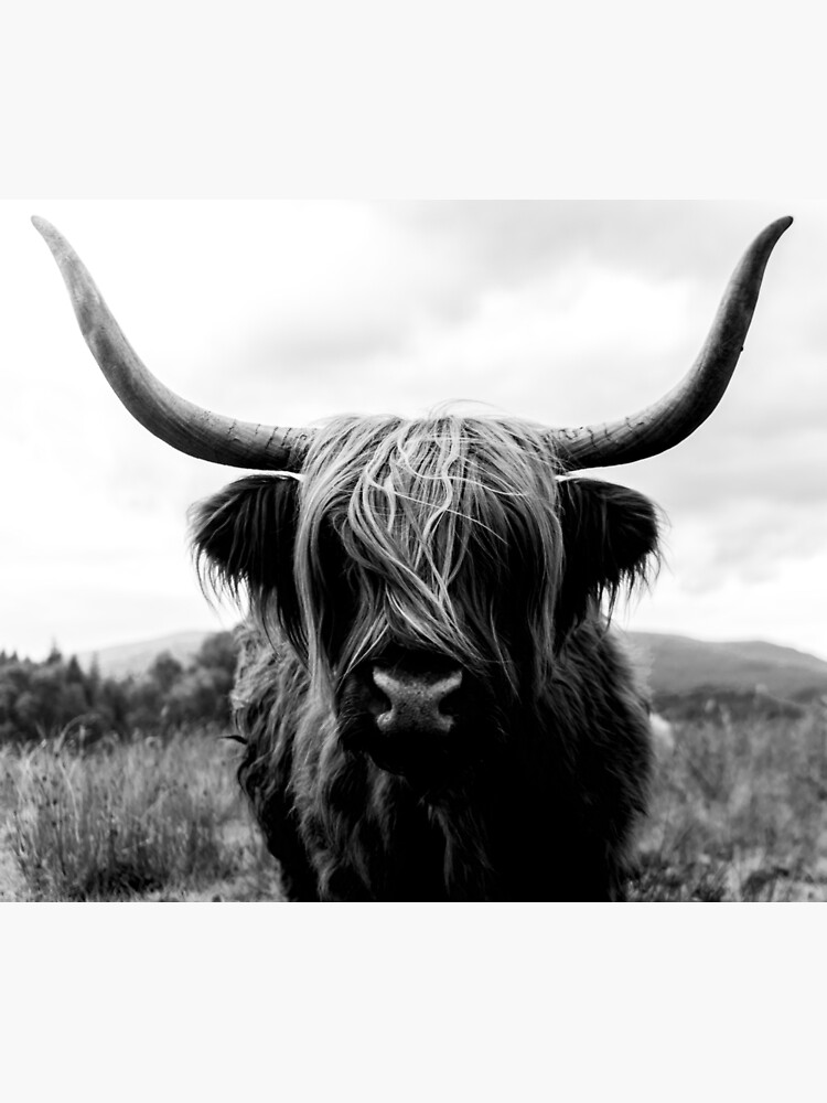Scottish Highland Cattle - Black and White Animal Photography by regnumsaturni