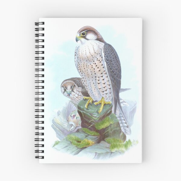 Item preview, Lanner Falcon, 1800s Vintage Bird Art by Joseph Wolf and H. C. Richter designed and sold by VintageRestored.