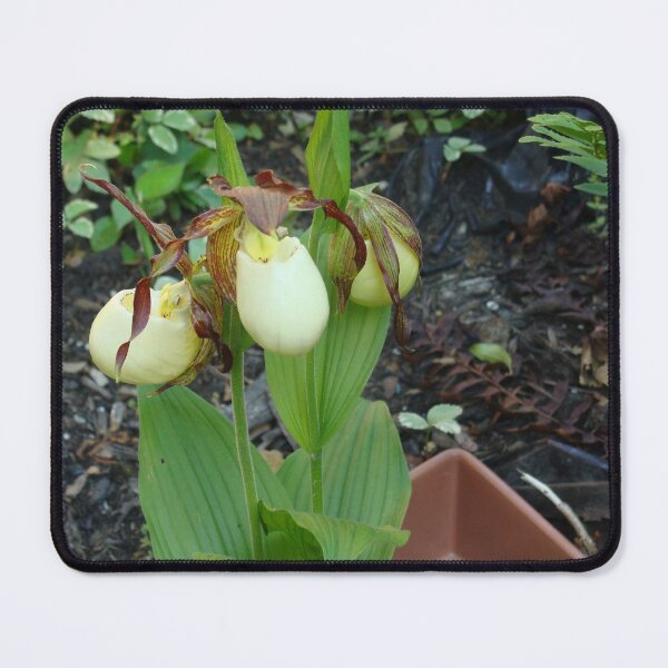 Item preview, Lady Slipper Orchids in Bloom designed and sold by Anthony Seeker.