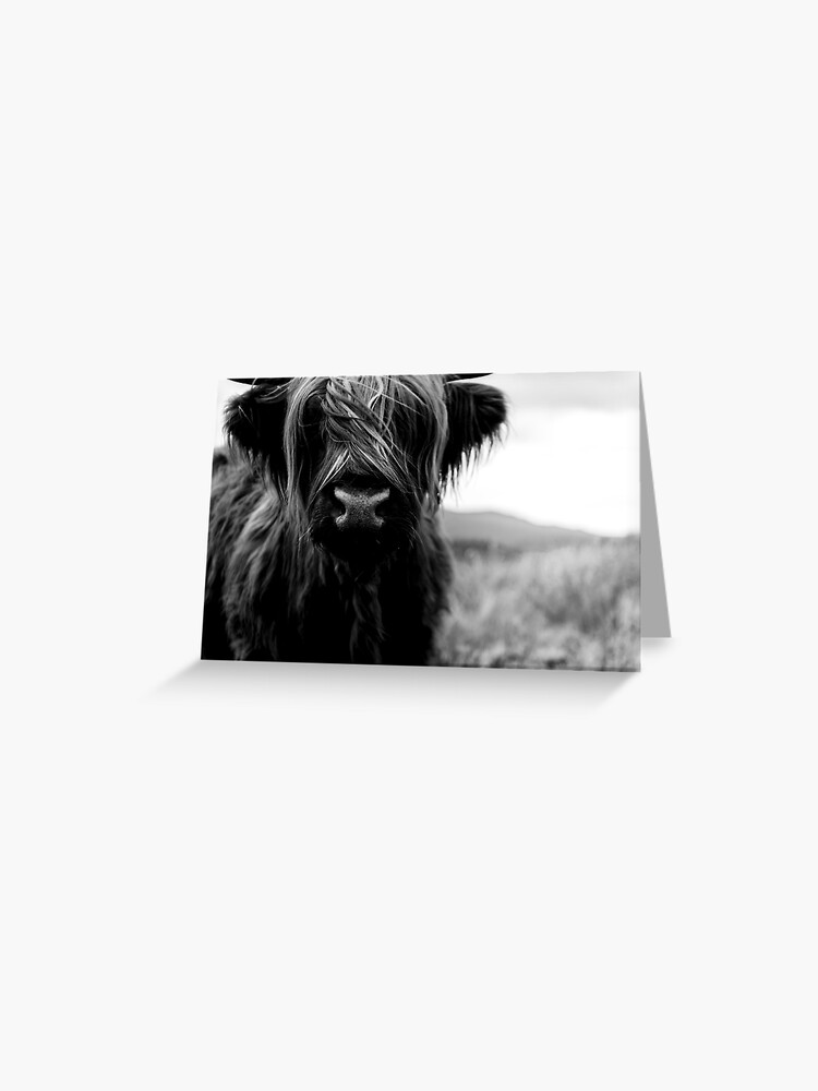 Scottish Highland Cattle Baby Black And White Animal Photography