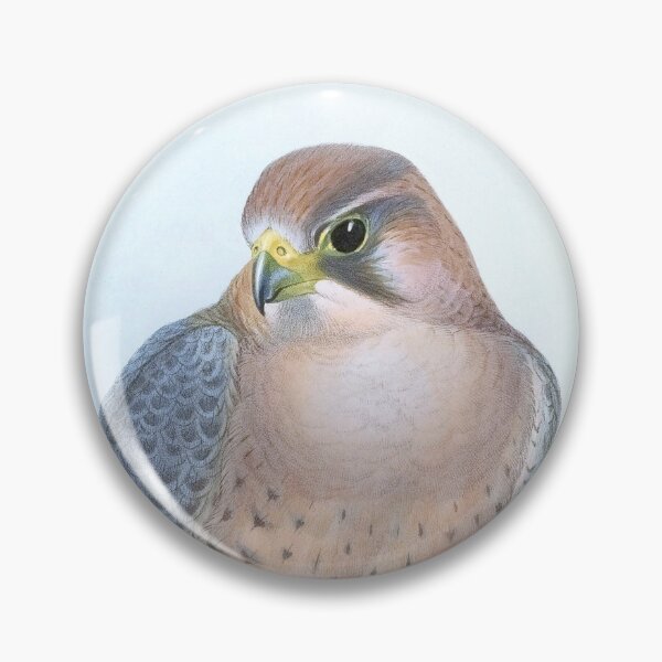 Item preview, Barbary Falcon, 1800s Vintage Bird Art by Joseph Wolf and H. C. Richter designed and sold by VintageRestored.